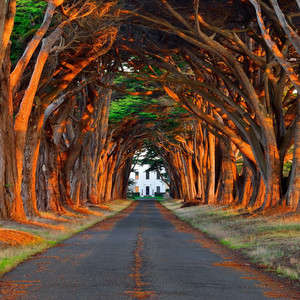 刘涛明星人脸替换脸
